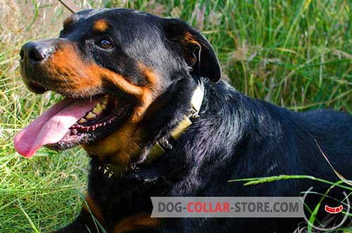 Fashion Leather Rottweiler Collar with Spikes and Plates