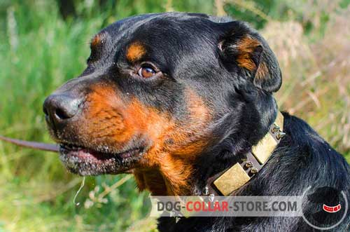 Leather Dog Collar for Rottweiler with Metal Decoration