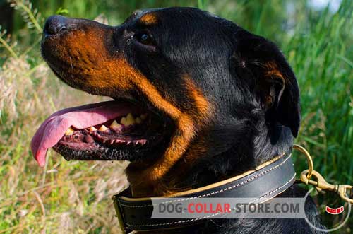 Royal Leather Rottweiler Collar Nappa Padded for Better Comfort