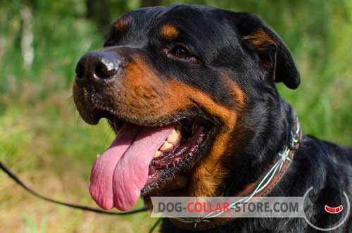 Barbed Wire Painted Leather Dog Collar for Rottweiler