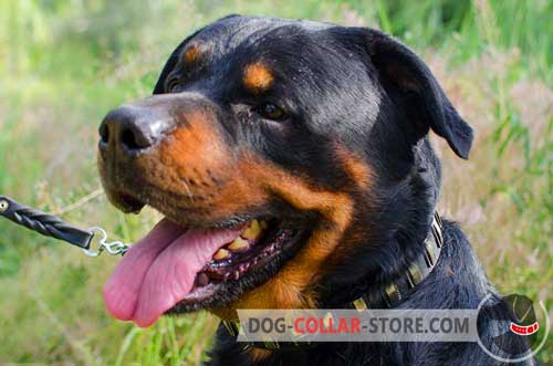 Stylish Leather Rottweiler Collar with Vertical Nickel Plates