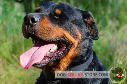 Leather Dog Collar for Rottweiler with Walking and Training