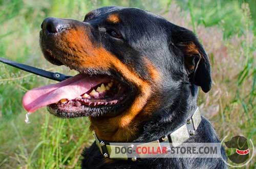 Soft Leather Rottweiler Collar With Nickel Plates and Pyramids