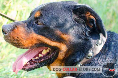Extraordinary Rottweiler Collar Leather With Riveted Plates