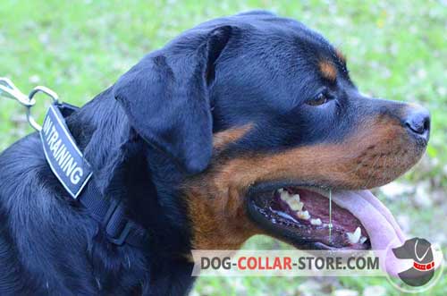 All Weather Nylon Dog Collar for Rottweiler with ID Patches
