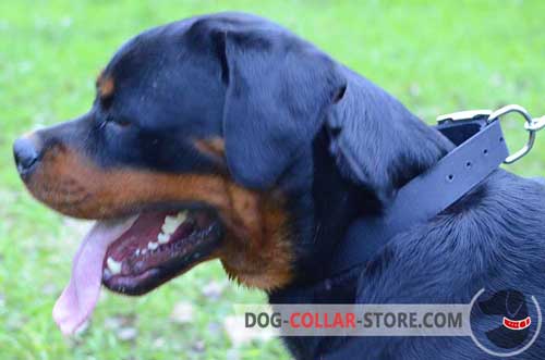 Nylon Rottweiler Collar for Daily Walking