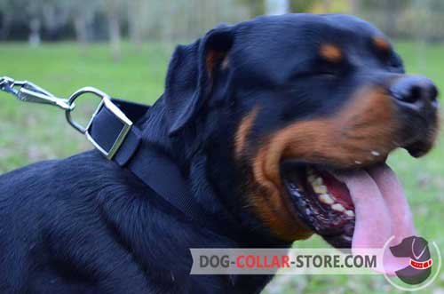 Water Proof Nylon Rottweiler Collar for Everyday Use