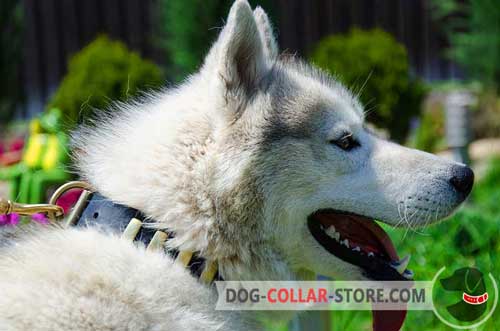 Leather Siberian Husky / Akita Collar with brass plates