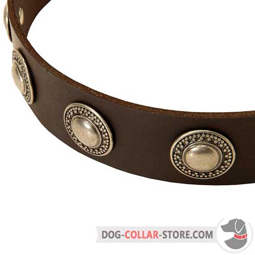 Sophisticated Silver Circles on Designer Leather Dog Collar