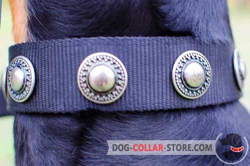 Rustproof Conchos On Nylon Dog Collar