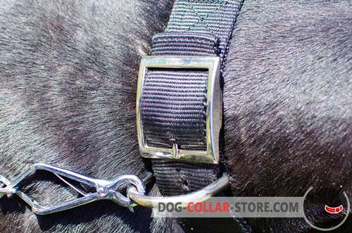 Nickel-Plated D-Ring on Nylon Dog Collar 