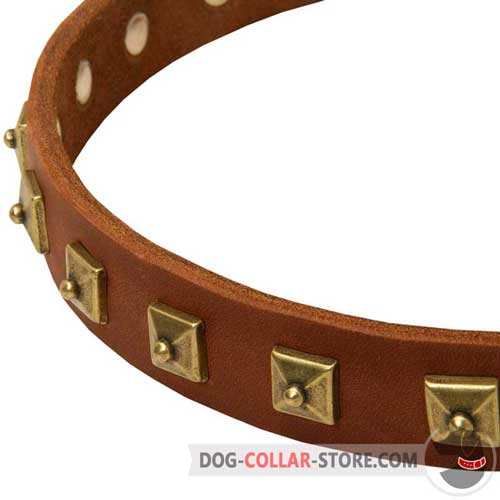 Brass-Plated Studs on Everyday Walking Leather Dog Collar