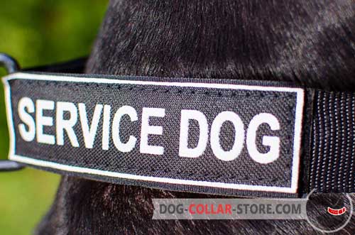 Identification Patches on Nylon Dog Collar 