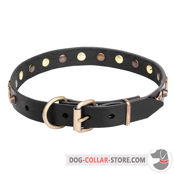 Dog Collar with brass plated hardware