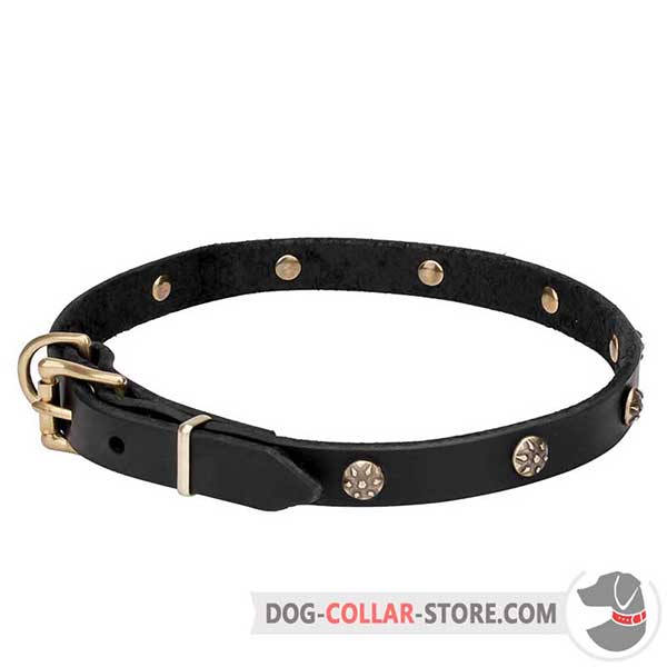 Dog Collar for stylish daily walking