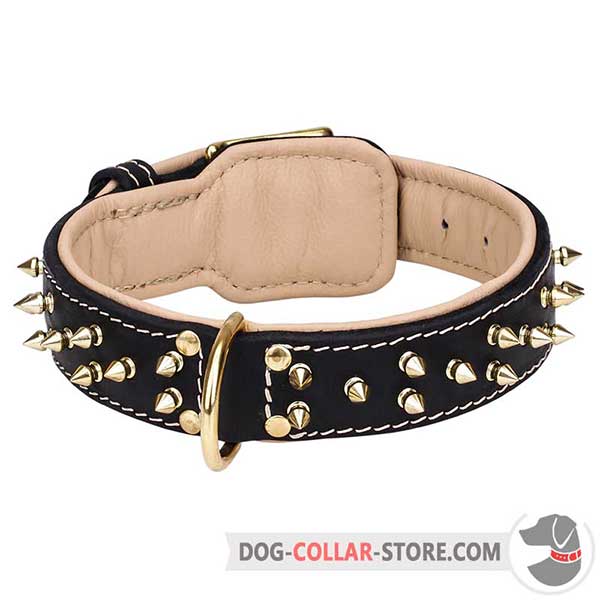 Brass Spikes and D-Ring on Nappa Padded Leather Dog Collar