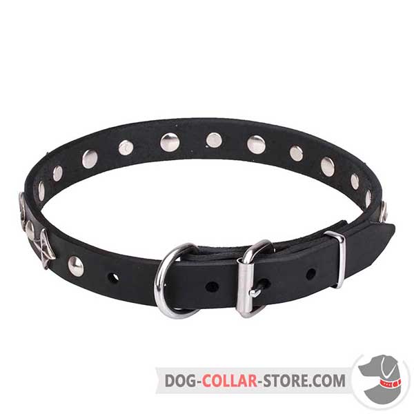 Dog Collar with chome hardware
