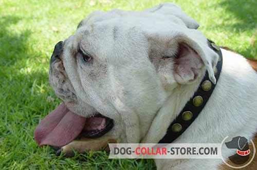 Handcrafted Leather Dog Collar for English Bulldog Walking with Circles