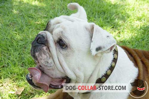 Handcrafted Leather Dog Collar for English Bulldog Walking with Circles