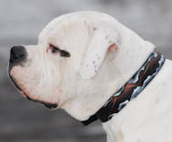 Hand painted by our artists leather dog collar brown-new