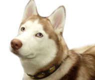 Siberian Husky Dog Collar , Samoyed Dog Collar, Malamute Collar