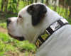 american bulldog dog collars