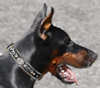 Doberman pinscher dog collars 