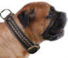 Bullmastiff dog collars