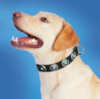 Labrador dog collars 