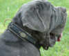 Neapolitan Mastiff collars 