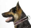 German Shepherd dog collars