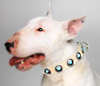 Bull Terrier dog collars 