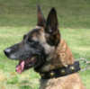 Belgian Malinois dog collars 