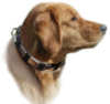 Golden Retriever dog collars