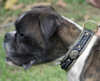 Boxer Dog collars 