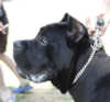 Cane Corso dog collars 