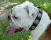 English Bulldog dog collars 