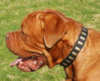 Dogue de Bordeaux dog collars 