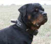 Rottweiler dog collars