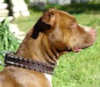 American Pit Bull dog collars 