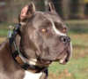 American PitBull dog collars 
