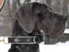 Great Dane dog collars 