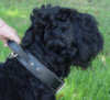 Black Russian Terrier dog collars