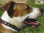 Brown Gorgeous Wide Leather Dog Collar With Doted Circles-Amstaf