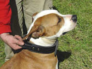 2 ply leather agitation dog collar with handle-Amstaff