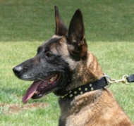 Belgian Malinois 3 rows leather dog collar(studs) - c37
