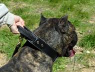 2 ply leather agitation dog collar with handle-Cane Corso