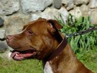 Best economic solution leather dog collar for everyday use Best economic solution leather dog collar for everyday use