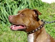 Leather Special Dog Collar With Circles Leather Special Dog Collar With Circles