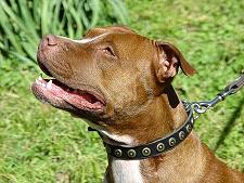 Gorgeous Wide Leather Dog Collar With Doted Circles Gorgeous Wide Leather Dog Collar With Doted Circles
